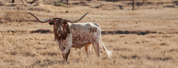 Branded longhorn from the hunter valley for an apparel western wear fashion brand Aramac western