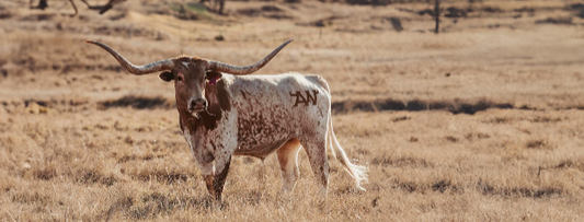 Branded longhorn from the hunter valley for an apparel western wear fashion brand Aramac western